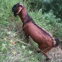 麻羊 一只也批发